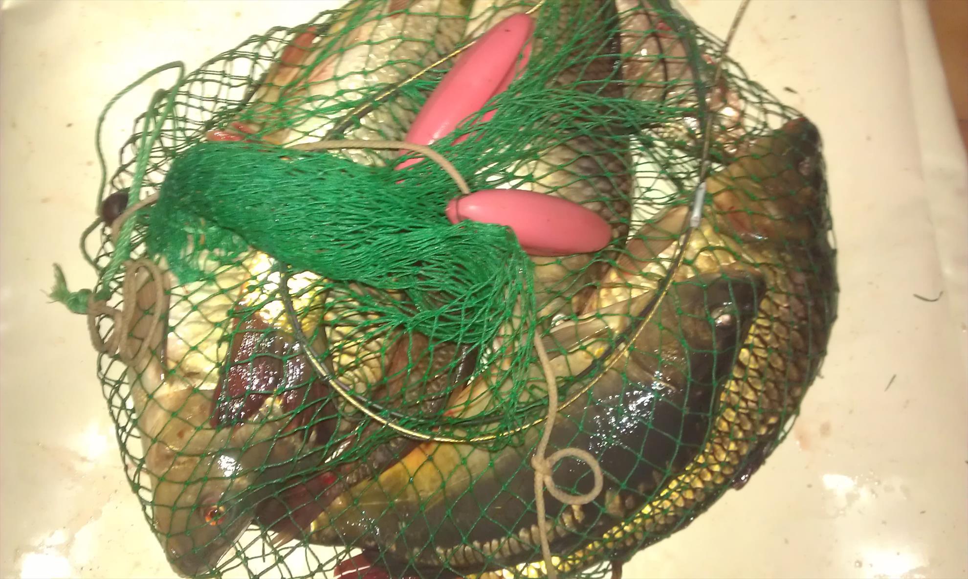 pescut la crap - imag0071.jpg